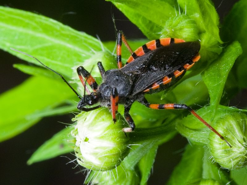 Rhynocoris annulatus (Linnaeus, 1758)